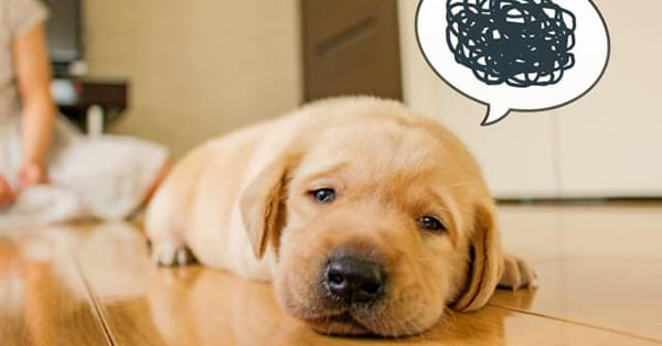 （4）生きる気力をどこかに吸われる