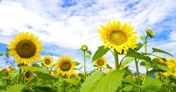 親御さんだけで悩まず、専門機関を頼ってください