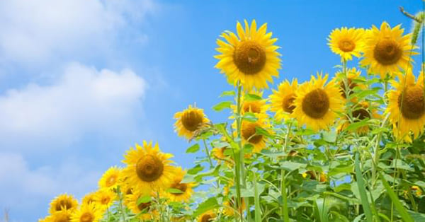 ご家族だけで悩まずに、専門家に相談しましょう