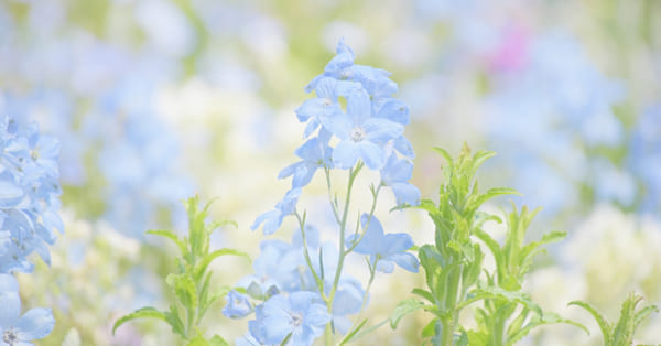 なぜ学校に行けないのか？