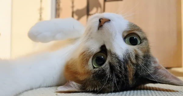 自己肯定感とは何だろう？