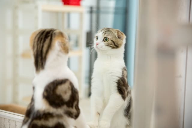 ②鏡の前でイメージトレーニングをする