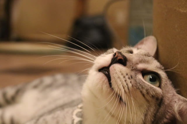 動物や植物と触れ合う