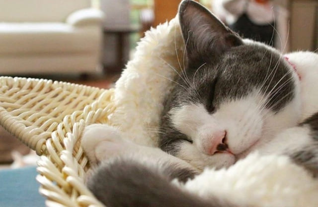 まとめ〜あなたに合う「寝る方法」が見つかりますように〜