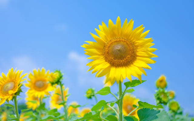 前向きに考える