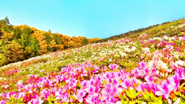 やりたいことをやろう