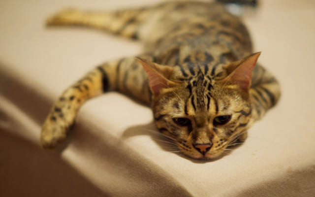 なぜ朝起きられないのか