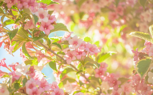 自己受容って何？〜「ありのままの自分」を受け入れること〜