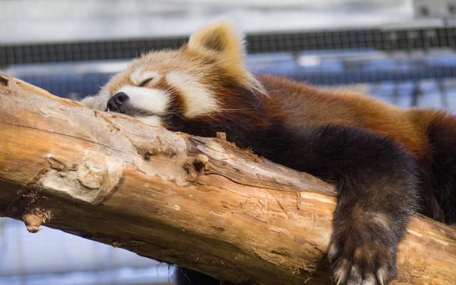 病み期の心理的症状