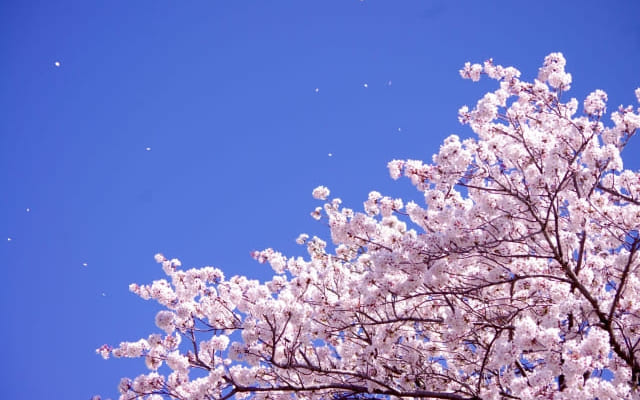 ひきこもりや不登校でも、年齢主義によって留年にはならない