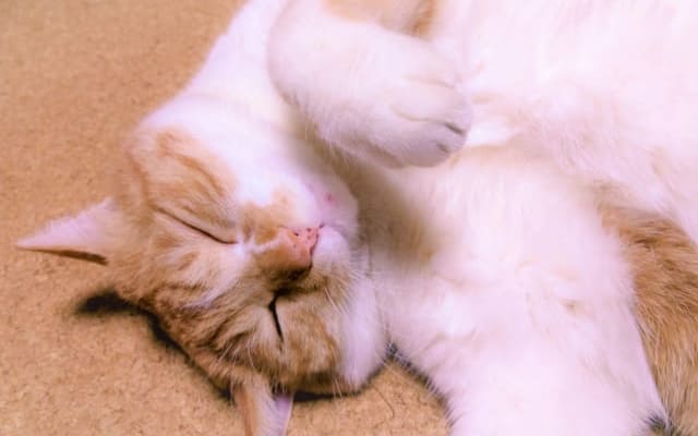 抗ストレスホルモン分泌が減少している