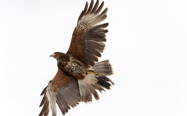 原因⑤自分への理想が高い