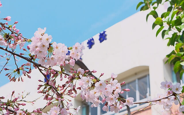 転校（再入学）