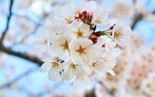 高卒認定合格を経て、慶應大学合格へ