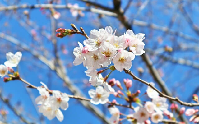 ポイント①大学などの受験ルートについて考える