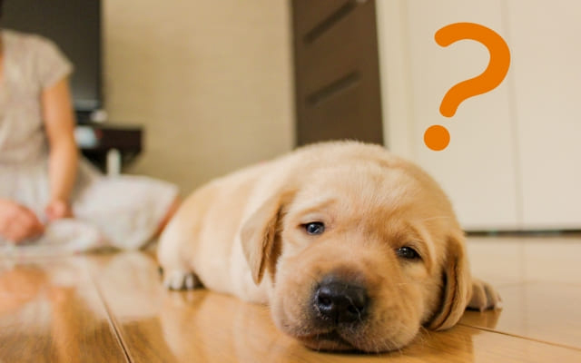 理由①不安などの情緒混乱