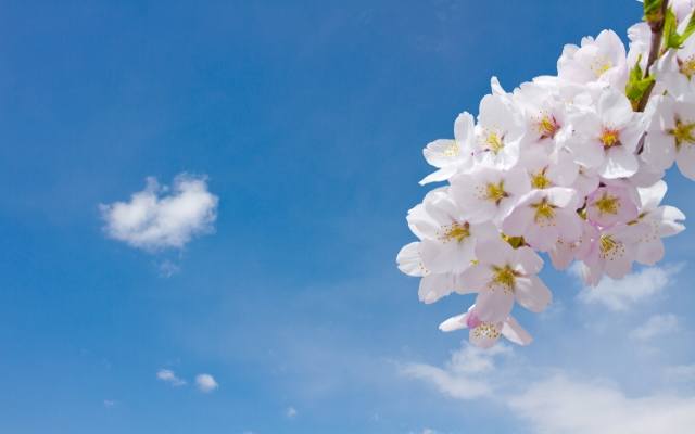 通信制高校の受験・入学資格