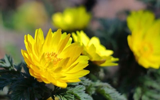 ⑤親の会で情報収集する